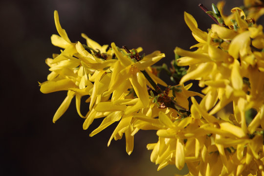 Die Forsythie (Forsythia &times; intermedia Zabel), 