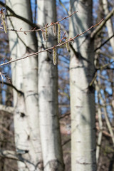 Populus tremula - poplar aspen without leaves with flowers.