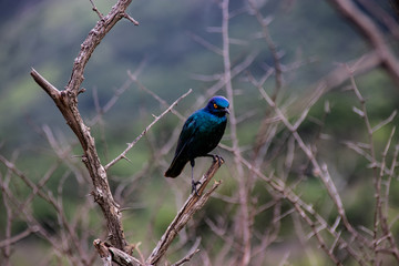 Cape glossy starling (Lamprotornis nitens) blue bird with yellow eye perched in bush with bright green background