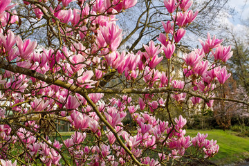 Blütenpracht einer Tulpen-Magnolie