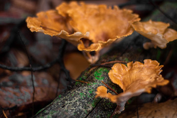 yeloow mushroom