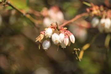 Obraz premium ブルーベリー