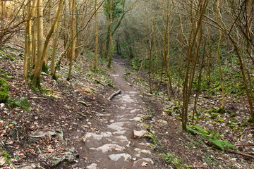 path in forest