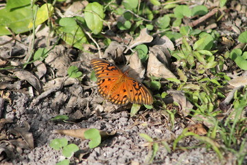 butterfly on a leaf