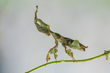Green Ghost Mantis