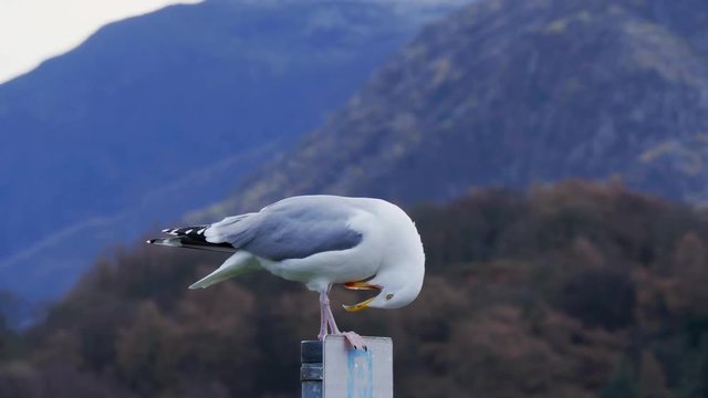 Gull noisy cawing on post