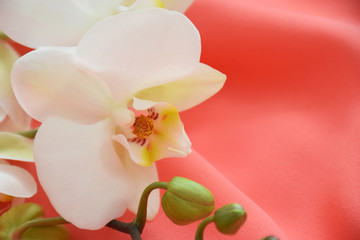 Fototapeta na wymiar White orchid flower closeup on coral textile background with copy space. Color trend of the year 2019: Living Coral. Fashionable trendy color of spring-summer 2019 season.