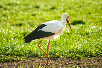 Storch spaziert auf einer Wiese