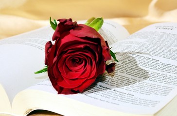 Red rose on bible