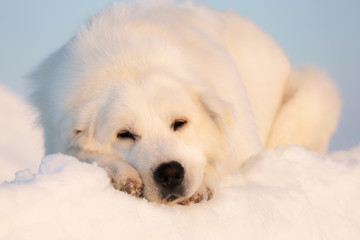 Gorgeous and sad maremmano abruzzese dog lying on ice floe and snow on the frozen sea background.