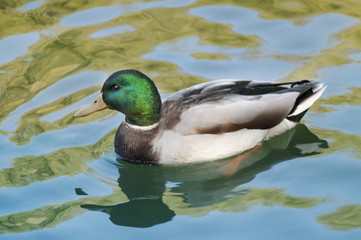 Drake Mallard Portrait, an up close and personal view of a Drake Mallard in water.