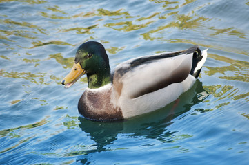 Drake Mallard Portrait, an up close and personal view of a Drake Mallard in water.