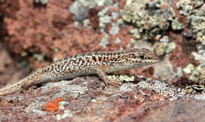 brown little lizard on stone