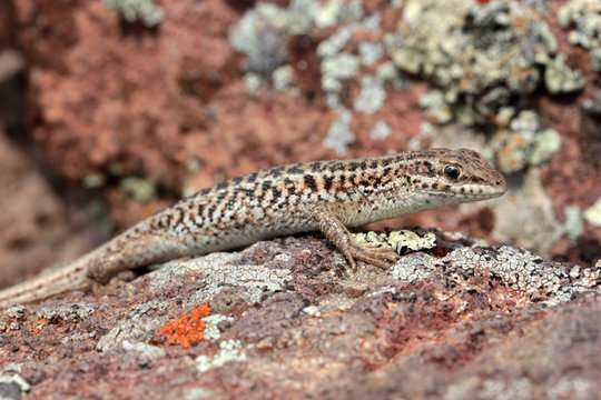 brown little lizard on stone