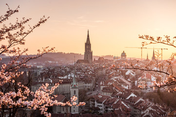 Sonnenuntergang während Kirschblüte in Bern mit Berner Münster und Altstadt