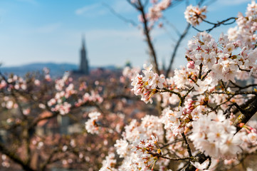 Frühlingsmorgen in Bern mit Berner Münster und Altstadt