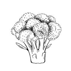 Broccoli slice. Hand drawing sketch. Black and white 3d illustration. Vector