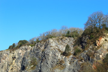 tree on the cliffs