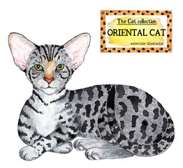 Oriental cat. The cat collection. Watercolor illustration. Cats breed collection. Pet. Illustration for design, decor, printing.