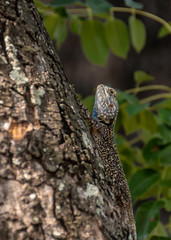 Southern Tree Agama climbing up the tree 
