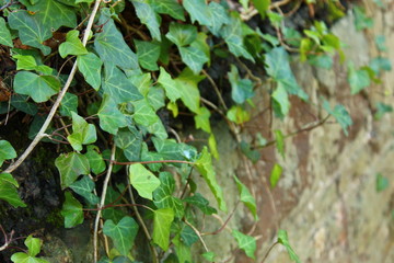 green leaves of a tree