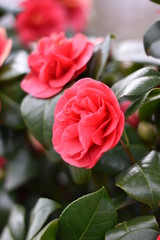 Garten-Kamelie - rosa Blüten