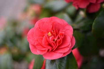 Garten-Kamelie - rosa Blüte