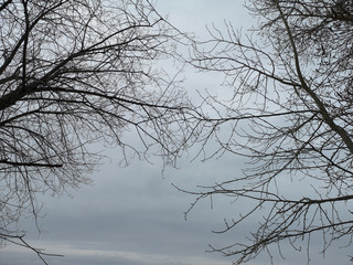 Bare branches of a dark tree against a blue sky in winter