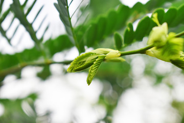 branch of a tree in spring