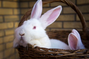 Cute white little rabbits