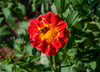 beautiful flowers in nature in the botanical garden
