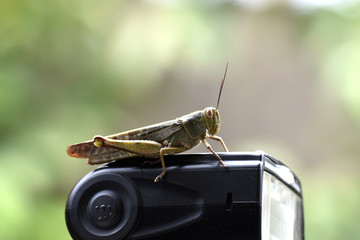 Yellowish-brown wooded locusts perched on top of the flas