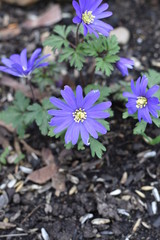 Anemone Blue Shades (Anemone blanda) Balkan-Windröschen