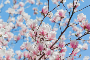 Magnolia pink blossom tree flowers, close up branch, outdoor.