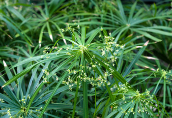 Beautiful nature background of vertical garden with green leaf