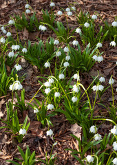 beautiful flowers in nature in the botanical garden