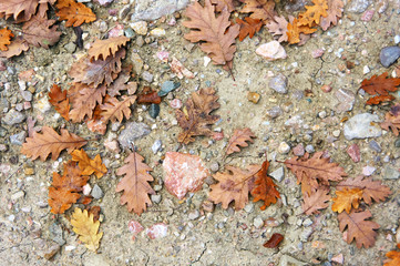 Falled oak leaves on ground as background