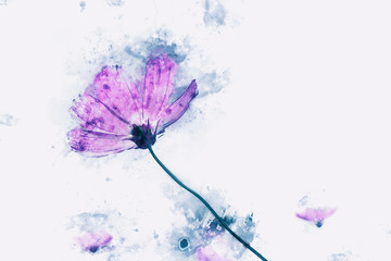 Digital watercolor painting of pink cosmos flowers