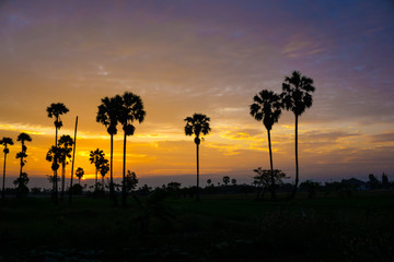 Silhouette tree morning sunrise colorful sky