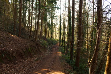 path in the forest
