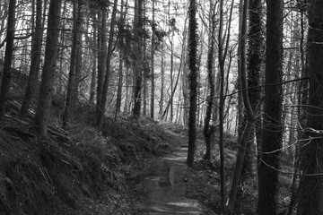 black and white forest