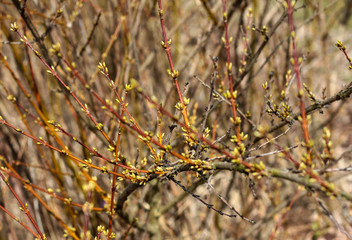 The first spring gentle leaves, buds and branches macro background