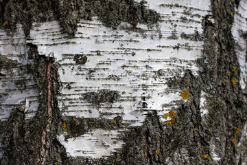 birch bark texture background paper