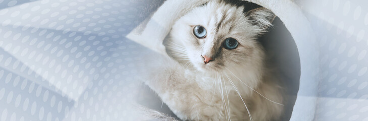 Portrait of beautiful sacred cat of burma. panoramic banner