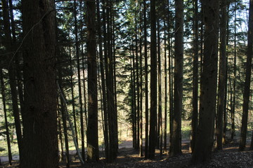 Fototapeta premium trees in the forest