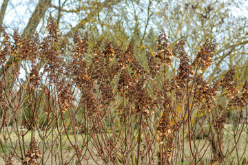 Season of beautiful autumn leaves