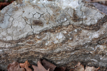 stone texture or background