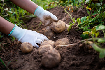 farmer harvesting potatoes