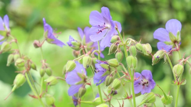 Geranium flowers, flowering, 4K puple geranium field
