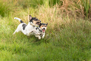 Show light aggressive behavior. Actually cute and peaceful Jack Russell Terriers who just exaggerate in the game.